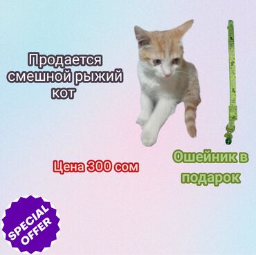тайская кошка: Беспородная, 3 месяца, Мальчик, Рыжий