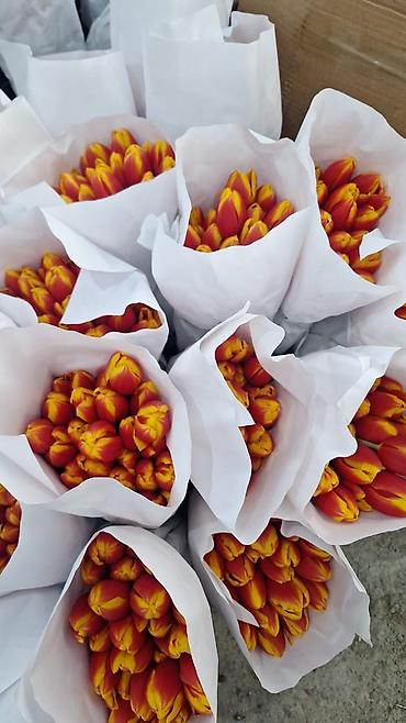 Букеты из живых цветов: Г.Ош оптом и розницу. Тюльпаны с луковицами, срезка «на поле» в — 3