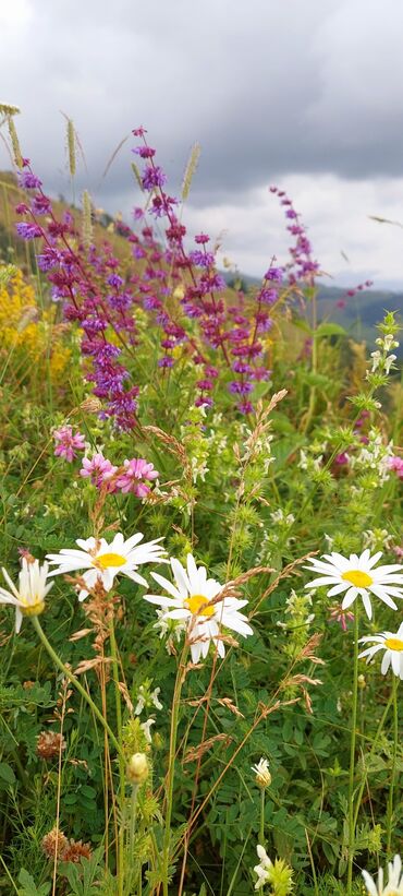 Bal: Müalicəvi Göyçay qaratikan balı 100% tam təbii baldır. Süzülmə bal — 7