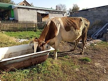 племенные коровы молочные купить: Продаю | Корова (самка) | Для молока | После отела — 7