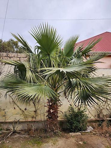 limon ağaçı: Dekorativ palma ağacı – fan formalı yarpaqlı (yükək soyuğa davamlı — 5