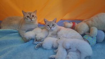 silver chinchilla: Şotland, Erkək, Dişi, Yaxşı əllərə — 8