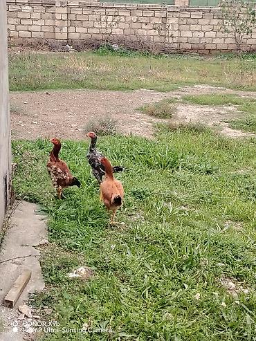 australorp toyuq satilir: Toyuq cücələri, Damazlıq, Ünvandan götürmə — 1