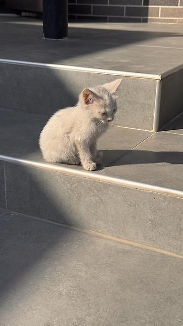 отдам котят бишкек: Кошка даром: Беспородная, 2 месяца, Мальчик, Приучена к лотку — 3