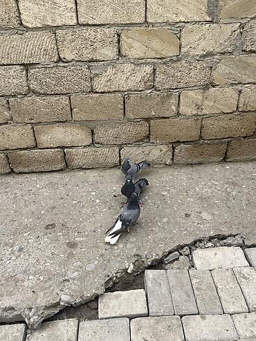 Göyərçinlər: 8 ədəd qara əbreş ağ qənəd falan 4 manatdan 8 ədəddir 2ədəd kəmərilər -da lalafo.az — 10 Göyərçinlər: 8 ədəd qara əbreş ağ qənəd falan 4 manatdan 8 ədəddir 2ədəd kəmərilər — 10