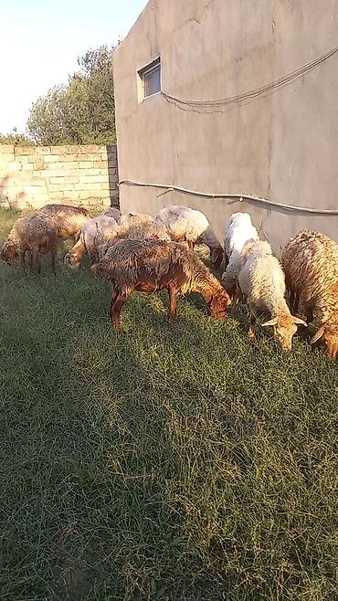 Salam tam saglam 12dene bogaz qoyun lalafo.az -da Salam tam saglam 12dene bogaz qoyun