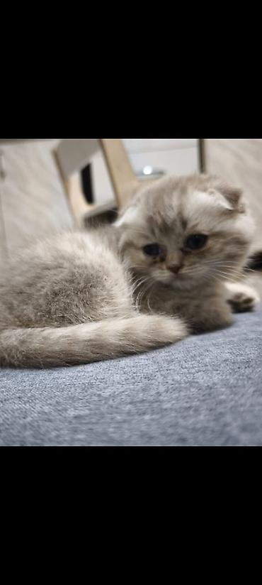 Продажа кошек: Скотиш Фолд (Шотландская вислоухая), 2 месяца, Девочка, Лиловый — 2