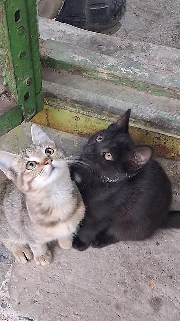 котята в караколе: Котята, домашние, игривые. Описание: - Возраст: примерно 3–4 месяца — 1