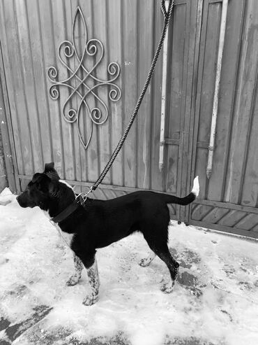 Собаки: Пидбул 8 месяцев кабел пит в Кенеше