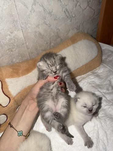 Мышыктар сатылат: Котята шотландской породы (скоттиш-фолд/страйт), помёт из нескольких — 3