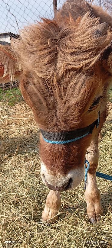 Коровы, быки: Продаю | Бык (самец) | Ангус — 4