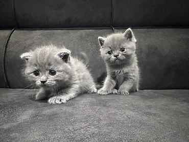 Мышыктар: Готовы к бронированию котята: Scottish fold и Scottish straight — 6