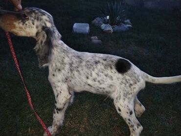 Psi: Na prodaju Štenad engleskog setera. Ovi predivni stenci su šampionskog — 3