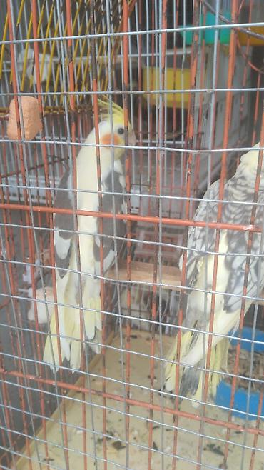 korella tutuquşu: Tutuqusu 15 korella 50-55Nymphalı və dalmatin rənglərdə cockatiel — 4