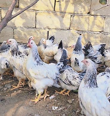 yumurta cadusu: Toyuq, Brama, Damazlıq — 3