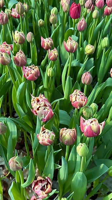 Букеты из живых цветов: Тюльпаны — предзаказ - Срезанные тюльпаны из теплицы, аккуратные at lalafo.kg — 4 Букеты из живых цветов: Тюльпаны — предзаказ - Срезанные тюльпаны из теплицы, аккуратные — 4