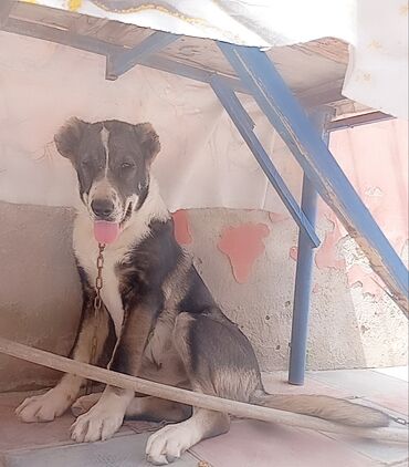 alman coban iti: Alabay, 3 ay, Dişi, Cütləşmə üçün, Ünvandan götürmə lalafo.az -da alman coban iti: Alabay, 3 ay, Dişi, Cütləşmə üçün, Ünvandan götürmə