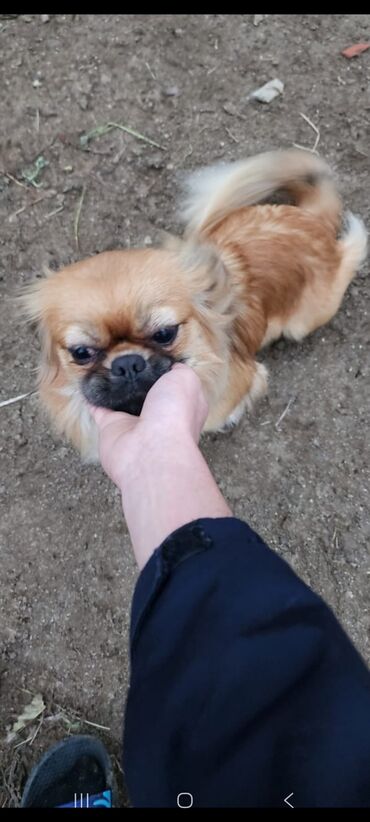 İtlər: Pekines, 1 il, Dişi, Peyvəndli, Ünvandan götürmə — 4