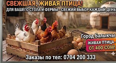 купить клетку для животных: Продаю | Куры | Домашняя | Для разведения — 1