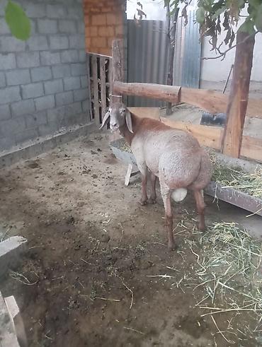 Продаю | Баран (самец) | Для разведения at lalafo.kg Продаю | Баран (самец) | Для разведения