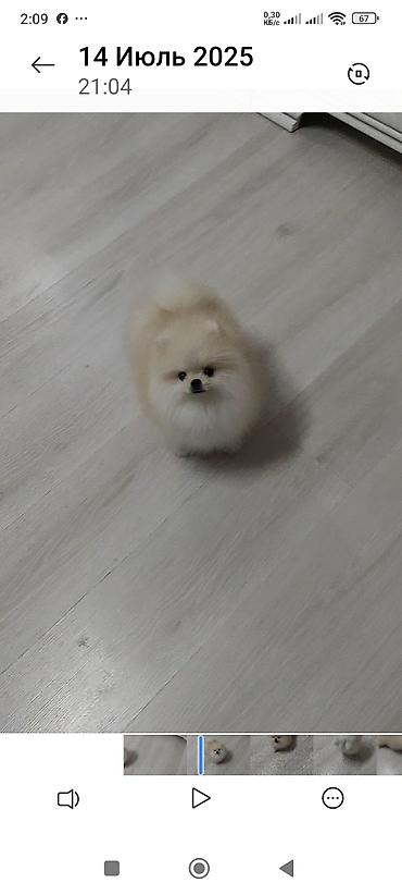 Продажа собак: Шпиц, 3 месяца, Самец, С родословной — 9