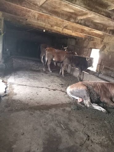 дом село михайловка: Продаётся сельхозобъект для содержания КРС. Что на участке: -