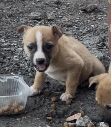 Продажа собак: 1 месяц, Самец — 11