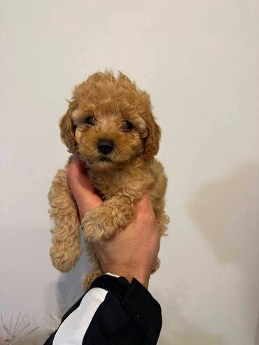 Psi: Crvene i aprikot patuljaste pudle Crvene i aprikot mini/patuljaste — 10