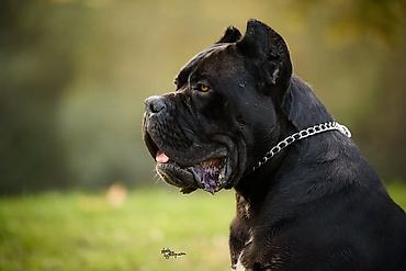 pepco psi: Na prodaju prelep mužjak Cane Corso, star 2,5 godine. Socijalizovan — 6
