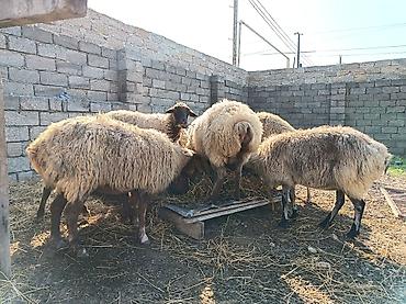 qoca qoyun: Məhsul: Qoyun sürüsü Ramani savxoz boğazıda var hamsı kom satılır — 1