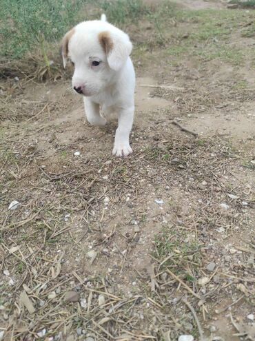 в добрые руки собаку: Zvonok, 1 ay, Ünvandan götürmə