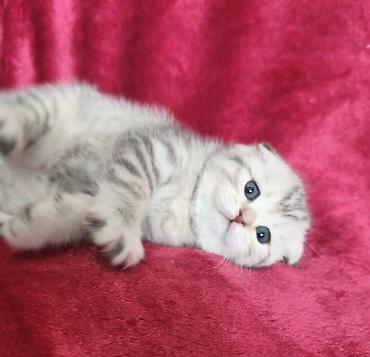 Продажа кошек: Предлагается к предварительному резерву котенок. Скоттиш Фолд. Девочка — 7
