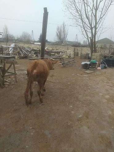 Dana, buzov: Qara mal – dişi dana/sığır - Rəng: qırmızı-qonur, alnı və burnu ağ — 9