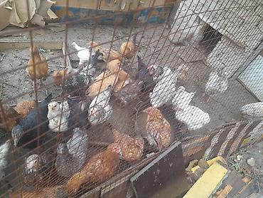 6 айлык домашний тооктор сатылат
