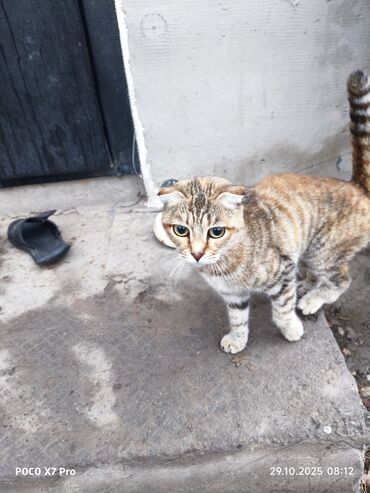 скоттиш страйт шотландская прямоухая кошка: Шотландская вислоухая кошка (скоттиш-фолд) - Окрас: тигровый (табби)