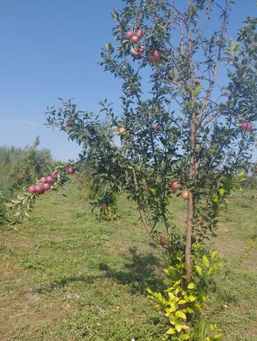 рахманжан айылы: Для сельского хозяйства