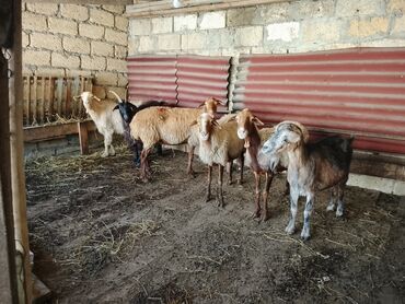 Inəklər, öküzlər: Keçi, çəpiş