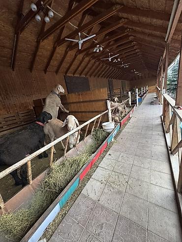 Кафе, рестораны: Продажа бизнеса Вместе с: Недвижимость — 15