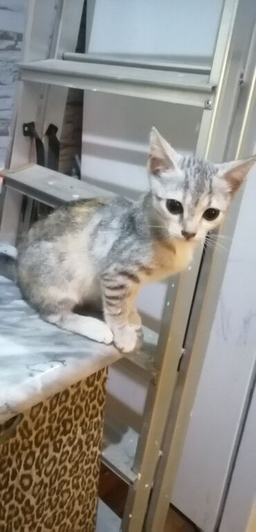в добрые руки в Азербайджан | Коты: Пристраивается котенок в добрые руки, девочка, 3 месяца, проглистована