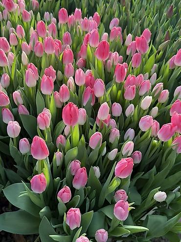 Букеты из живых цветов: Тюльпаны на 8 марта Принимаю корпоративные заказы с оформлением 16 — 19