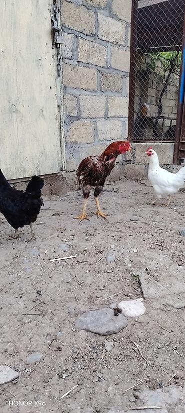 avstralop xoruz: Məhsul: Xoruz (aşil/oyun tipi, uzun ayaqlı) Təsvir: - Rəng — 4