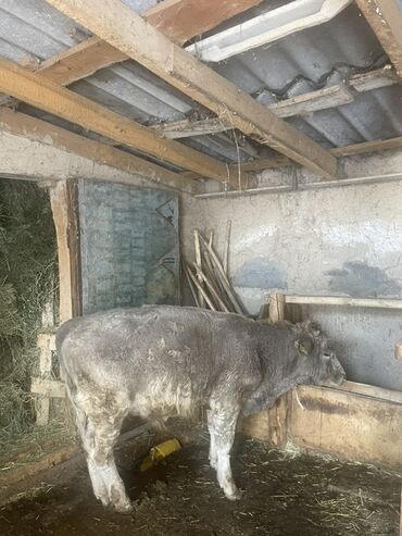 дом для животных: Сатам | Бука (эркек) | Бордоп семиртүү үчүн