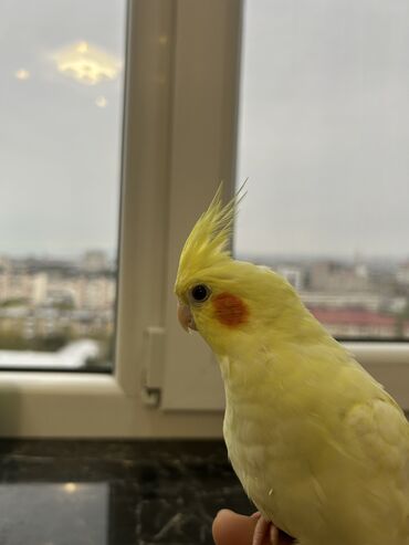 Tutuquşları: Erkək Korella papuqayı satılır Dekabrın 1-i doğulub Boz rəngi və — 16