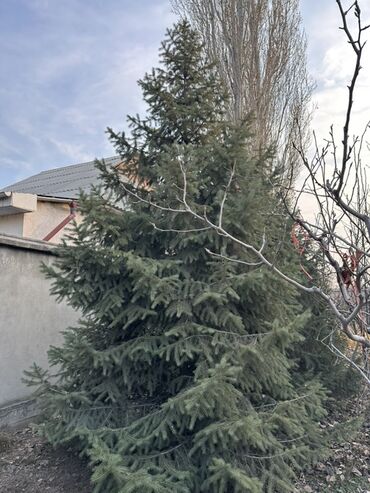 Декоративные деревья: Саженцы деревьев: Ели — 4