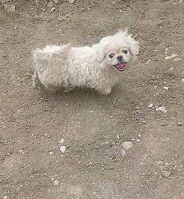 it pudel: Pekines, 4 ay — 1