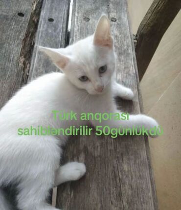 anqor pişik: Türk anqora, Dişi, Yaxşı əllərə