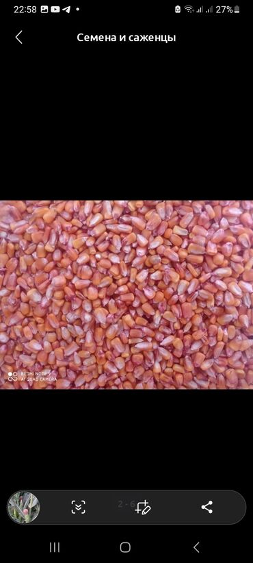 пластиковый бак: Семена на саженцы кукурузы SILTEK американские сорт на один га 22 кг