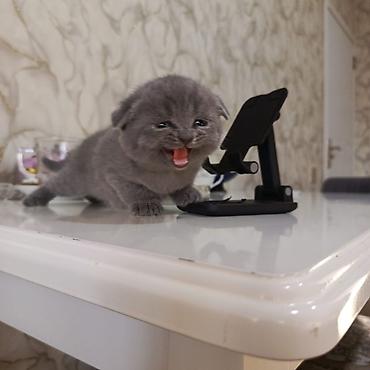Кошки: Шотландская вислоухая — 3