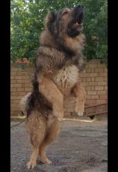 qafqaz coban iti qiymeti: Qafqaz çoban iti, 3 il, Erkek, Peyvəndli