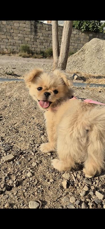 sirin it sekilleri: Pekines, 5 ay, Dişi, Peyvəndli — 1
